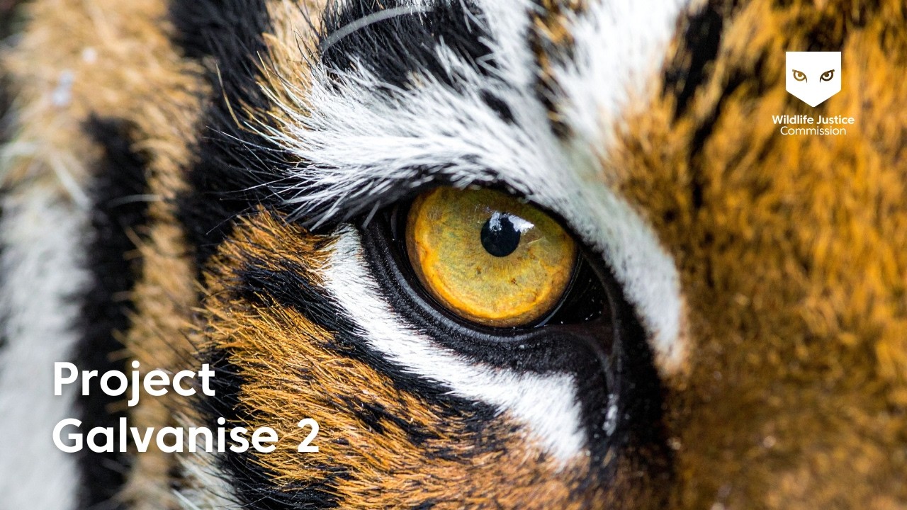 Project Galvanise | Part 2 | Wildlife Justice Commission