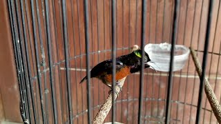 Download lagu KONIN nembak PELATUK SAMPIT,,  JEDA RAPAT mp3