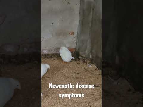 , title : 'Newcastle disease symptoms chicken 63 days'
