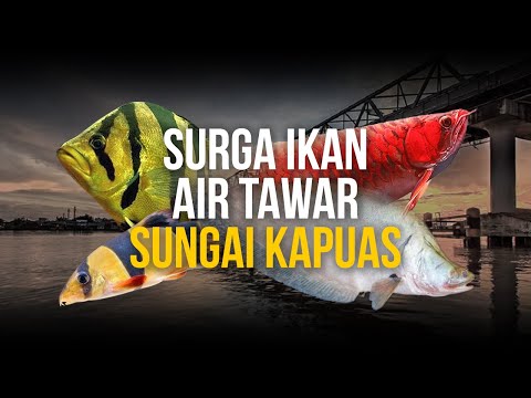 KENAPA SUNGAI KAPUAS JADI SURGA IKAN DI INDONESIA?