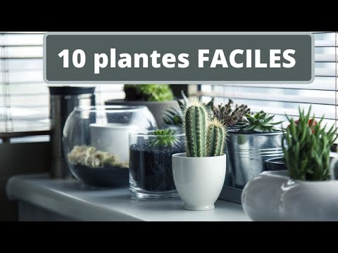 Les plantes d'intérieur faciles qui font toute la déco