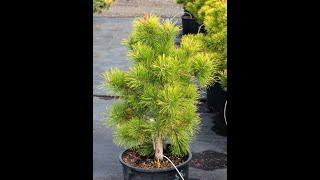 Lodgepole Pine and Their Varieties
