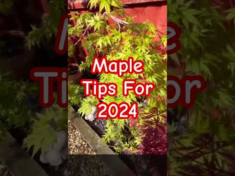 , title : 'Winter Gardening Tips for 2024 #japanesemaple #plants #japanesetree #gardening #maple #garden #tree'