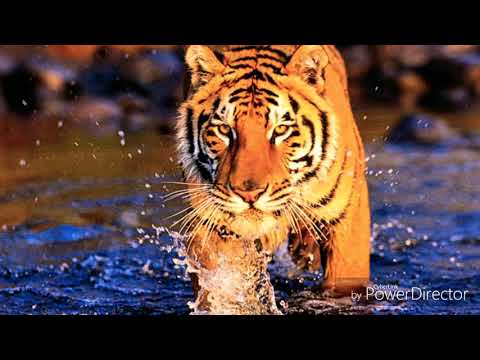 Rapu Korona freestyle 10