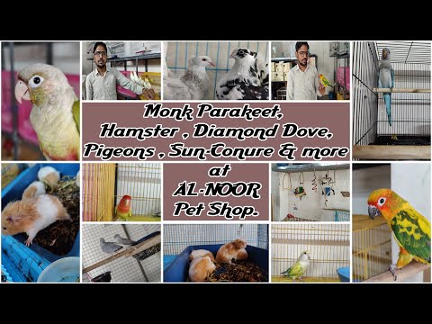 AL_NOOR_PETSHOP 🔥 Birds , Cats , Rabbits. And more At cheapest price At AL_NOOR_PETSHOP