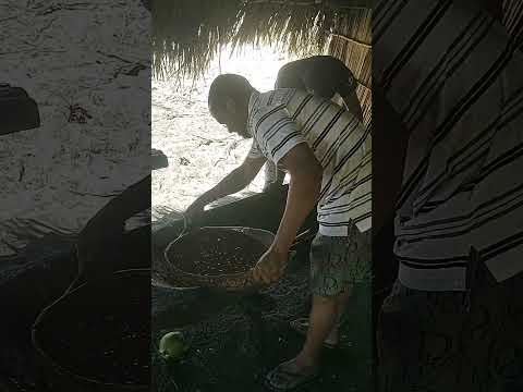 Fazendo Rapadura no Brejo da Mutuca município da Barra Bahia