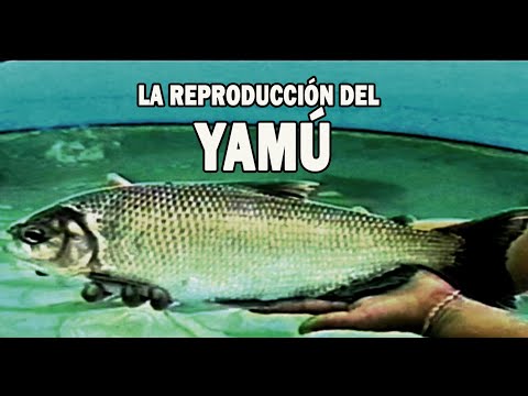 , title : 'LA REPRODUCCION DEL YAMÚ'