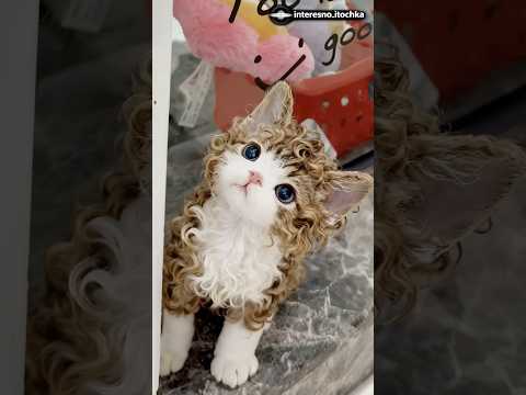 Самые умные породы кошек в мире! #самыеумные #умныепородыкошек #породыкошек #кошка