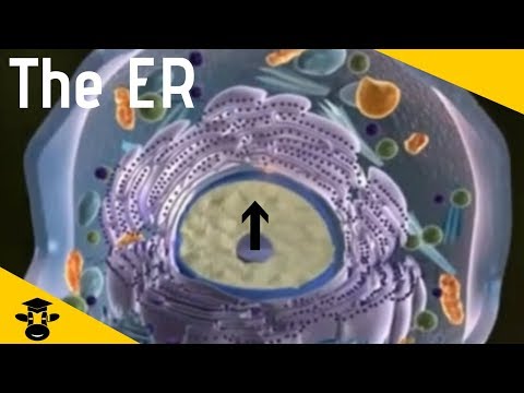 The Endoplasmic Reticulum - The transportation system of the cell