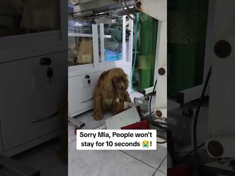 For any help consider donating link in bio to save a stray life in Los Angeles#usashorts#save