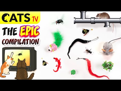 GAME FOR CATS 📺🐭  Epic Ultimate Compilation 🪰 😻🦎 3D SOUND 🔊 (4K 60FPS)