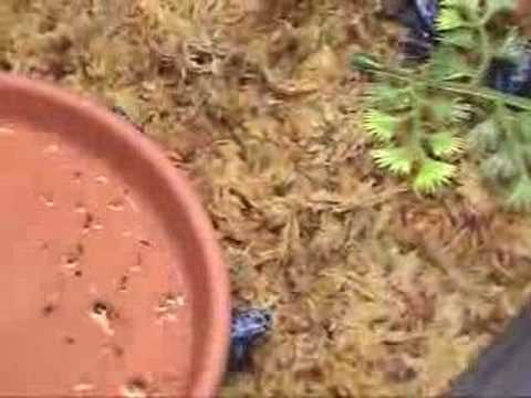 YouTube Video anA0296uzhU