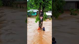 Download lagu Terjebak diatas pohon saat banjir bandang berlumpur#s mp3 Download lagu Terjebak diatas pohon saat banjir bandang berlumpur#s mp3