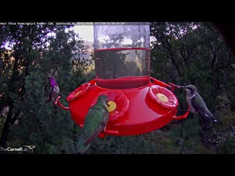 Male Lucifer Hummingbird Flashes Gorget During Morning Frenzy – Sept. 14, 2017