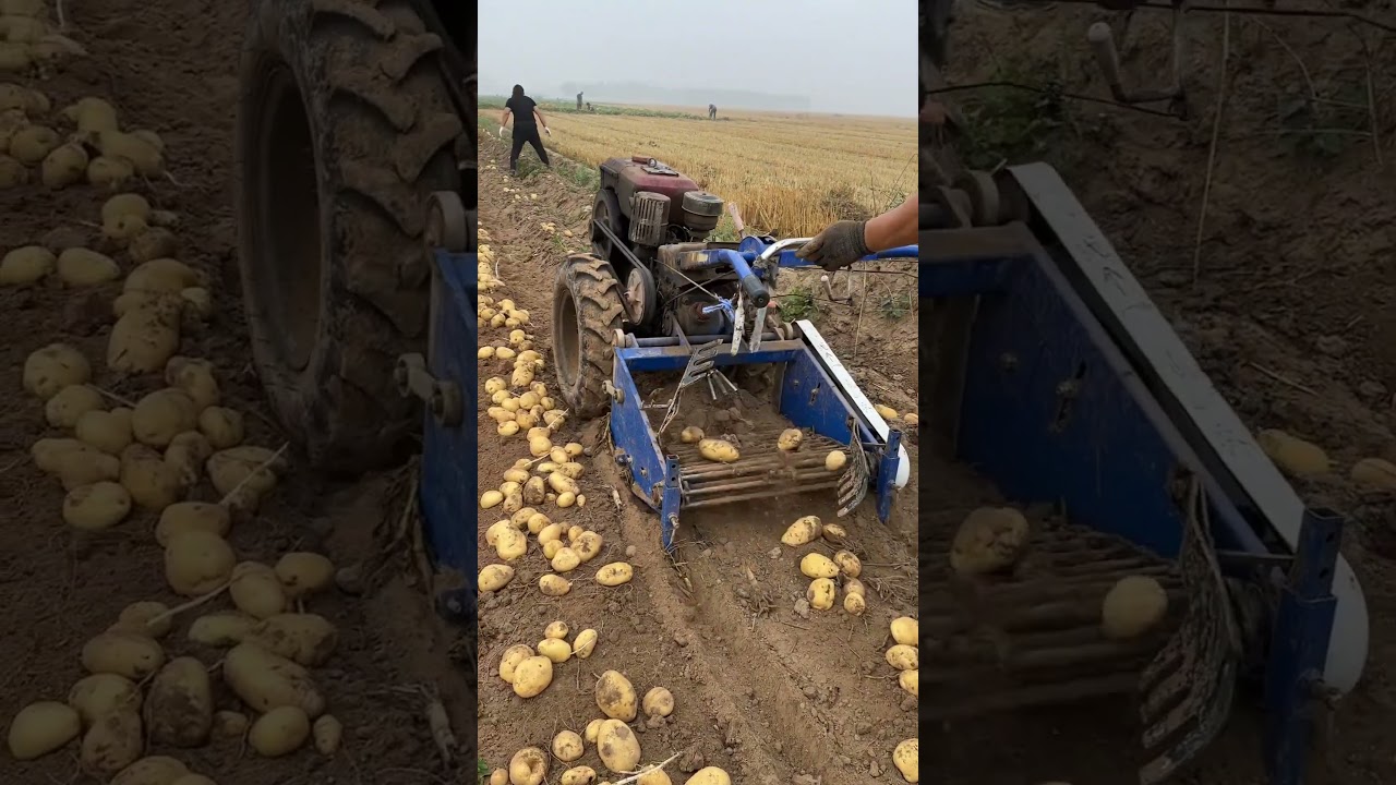 Small hand-held potato harvester,high price–performance ratio