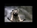 Dr Dolittle 2 TV Spot 2001 Windowboxed