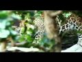 WTW Jaguar Close Up