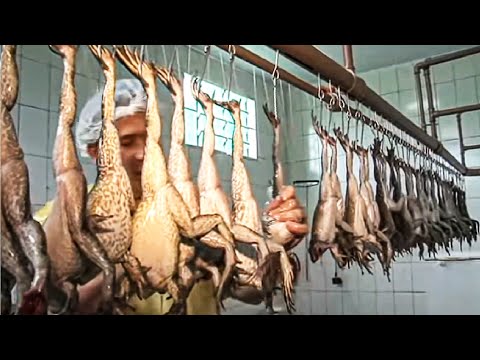 How Asian Farmer Raising Millions of Frogs and Harvest - Frog Meat Processing in Factory - Frog Farm