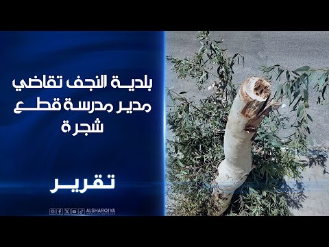 فيديو | بلدية النجف تقاضي مدير مدرسة قطع شجرة