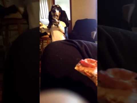 download lagu mp3 mp4 Every Meal You Make Dog, download lagu Every Meal You Make Dog gratis, unduh video klip Every Meal You Make Dog