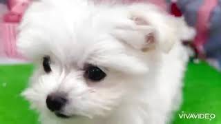 ハーフ犬の動画01