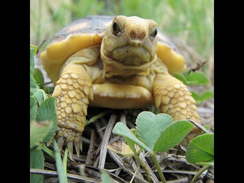 Hunters' Guide to Protecting Gopher Tortoises