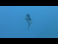 Sailfish in the housereef of Coraya Divers