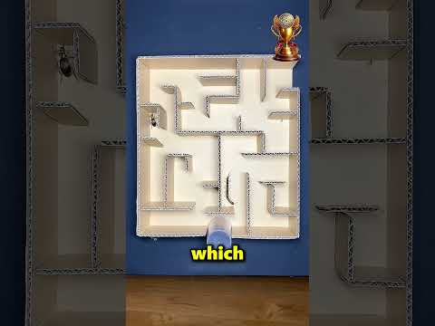 This Man Tested the Intelligence of Two Insects 😱