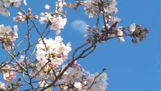 preview picture of video '桜の花とお月さん(Cherry blossoms and Moon) in Misato town Kumamoto No2'