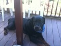 Crying Dog (Cute Rottweiler)