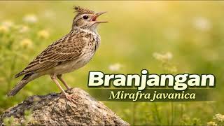Download lagu Suara Burung Branjangan Gacor Alami (Natural Branjangan Bird Sounds – Clear & Active Song) mp3