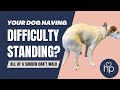 Why Is My Dog Having Trouble Standing Walking All Of A Sudden