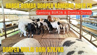 Download lagu F1 DORPER 57K/Kg, HARGA DOMBA TERBARU & KEMITRAAN di KAMBING BURJA & DOMBA DORPER MALANG mp3 Download lagu F1 DORPER 57K/Kg, HARGA DOMBA TERBARU & KEMITRAAN di KAMBING BURJA & DOMBA DORPER MALANG mp3
