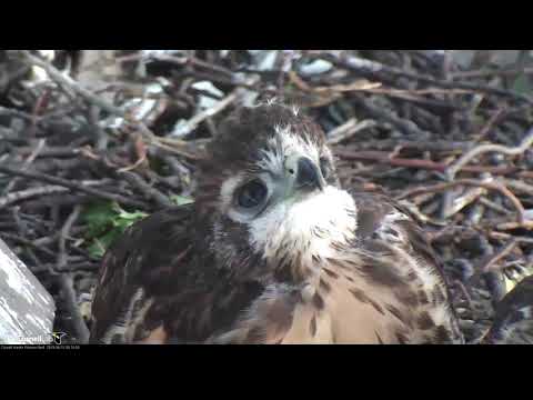 Early morning Close-Up On Red-tailed Hawk Chicks "I1" and "I3" – June 12, 2019