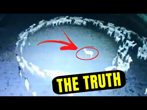 YouTube video about: Why do dogs walk in circles before they die?