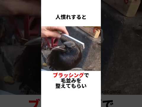 Crows are actually smart and cute