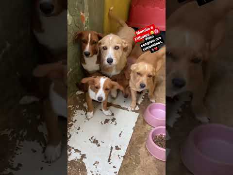 🌼 A Família Viralata Mais Bela de Todas | CACHORRO