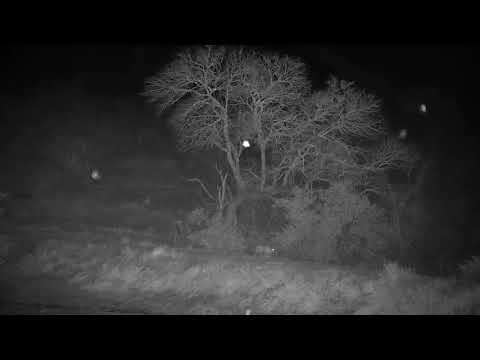 Djuma: Leopard-walking on the dam wall-who do you think it is? - 00:26 - 09/15/21