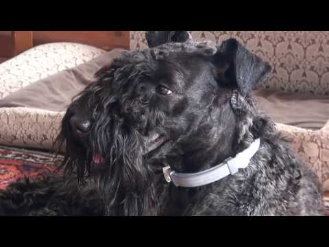 Kerry Blue Terrier(12 months): spring, country house, new haircut /Унка: весна, дача, новая стрижка