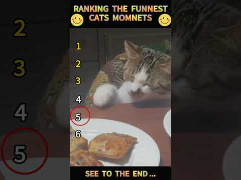 Part 32 #funny #cat#ExplorePage