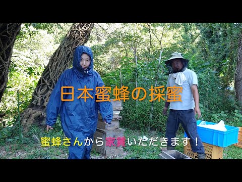 , title : '２６　農業チャレンジ　日本ミツバチの採密'