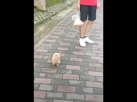 funniest animal videos of 2022 - funny golden retriever dogs and cutest golden puppies  V.18274 #fu