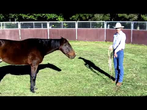 Solving Catching Problems With Your Horse Part 2 Solving Catching Problems With Your Horse Part 2
