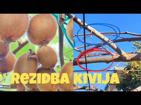 Rezidba kivija za početnike