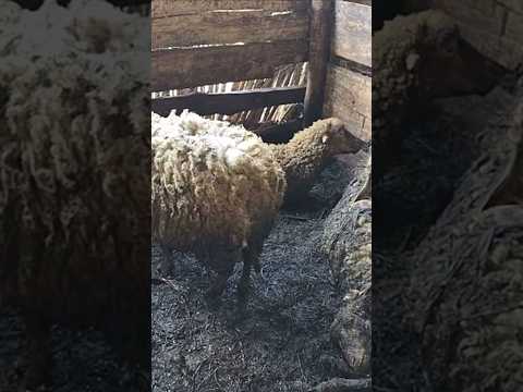 Ovejas fueron devorados por animales desconocidos en comitancillo san Marcos #guatemala #fyp #viral