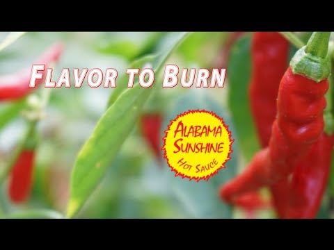 download lagu mp3 mp4 Alabama Sunshine Sauce, download lagu Alabama Sunshine Sauce gratis, unduh video klip Alabama Sunshine Sauce
