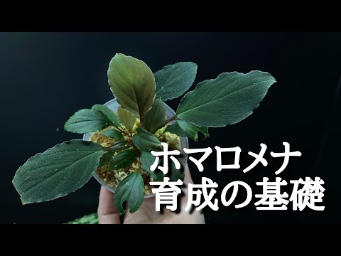 パルマトラピア ソロモニスについて詳しく解説