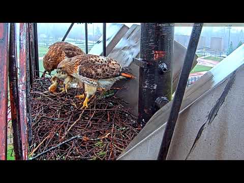 Arthur Delivers Huge Chipmunk To Big Red On Rainy Day #CornellHawks – April 3, 2020