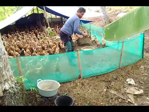Kendala yang mulai di hadapi oleh pengangon bebek