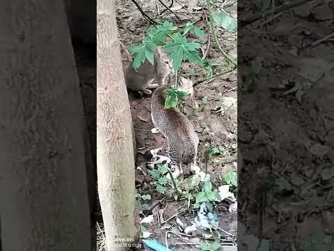 #Fighting_cat. Mew Mew 🐱🐱